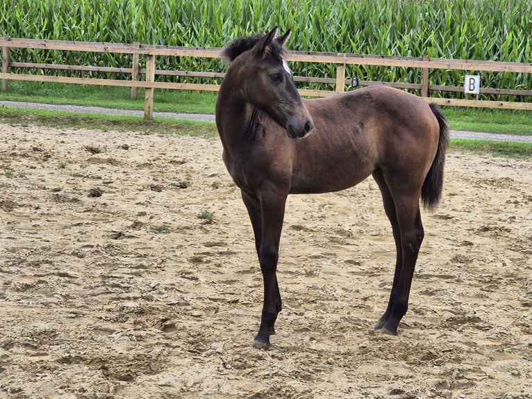 KWPN Mare Foal (04/2024) 16,1 hh Bay-Dark in Borculo