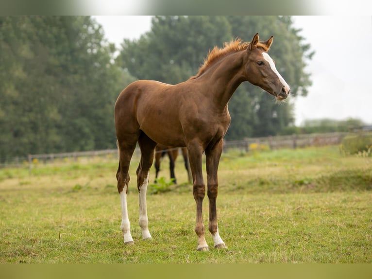 KWPN Mare Foal (05/2024) 16,1 hh Chestnut in Den DungenDen Dungen