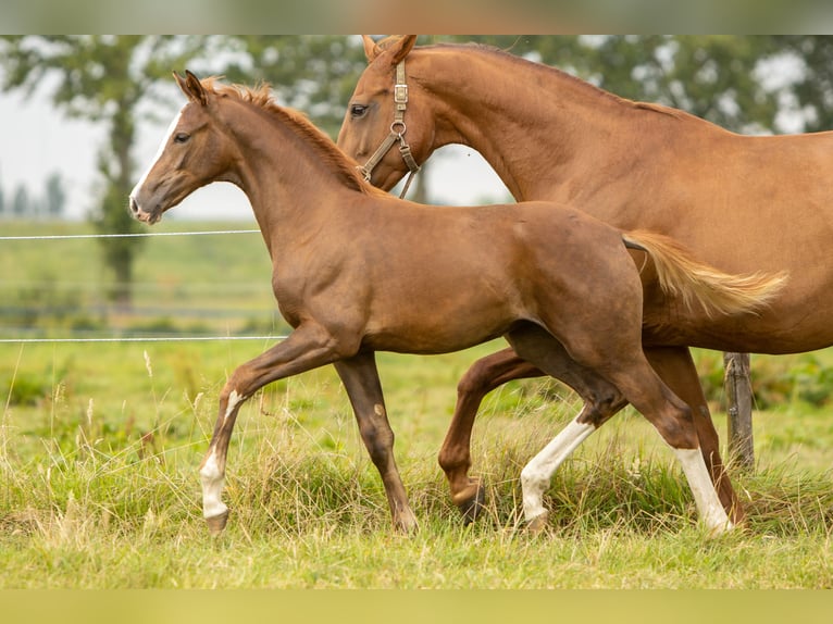 KWPN Mare Foal (05/2024) 16,1 hh Chestnut in Den DungenDen Dungen