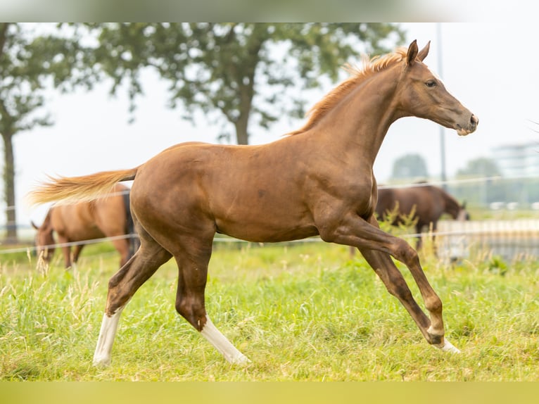 KWPN Mare Foal (05/2024) 16,1 hh Chestnut in Den DungenDen Dungen