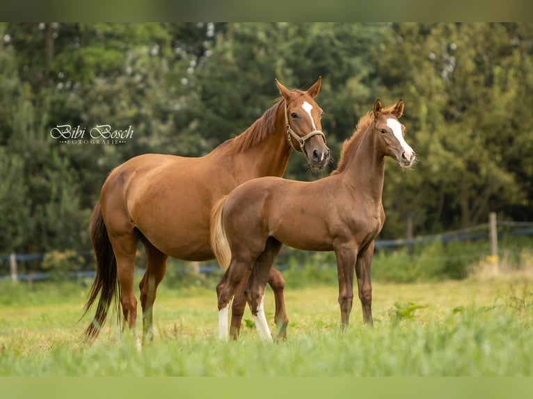 KWPN Mare Foal (05/2024) 16,1 hh Chestnut in Den DungenDen Dungen