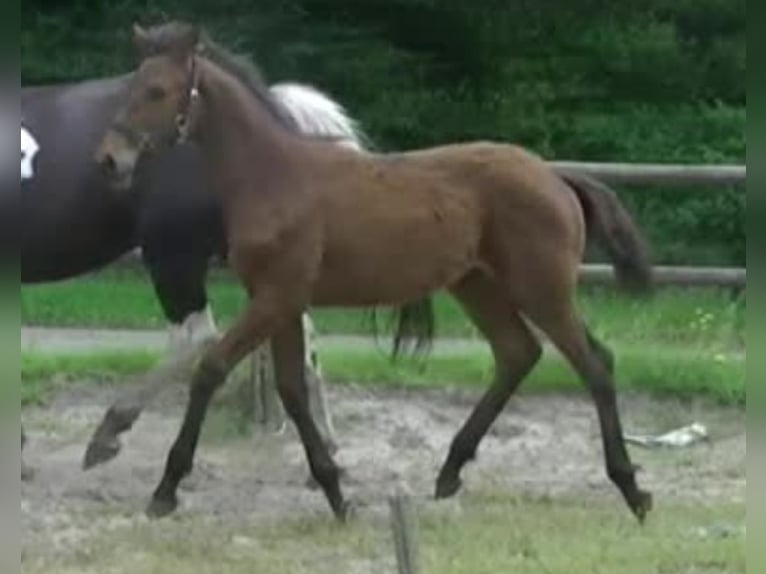 KWPN Mare Foal (02/2024) 16,2 hh Bay-Dark in Readtsjerk