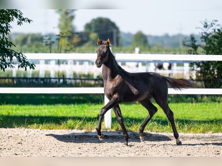 KWPN Mare Foal (05/2026) 16.2 hh Black in WisłaBielsko-Biała
