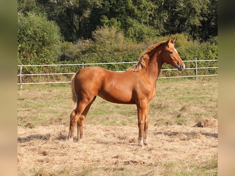 KWPN Mare  16,2 hh Brown in fraisse