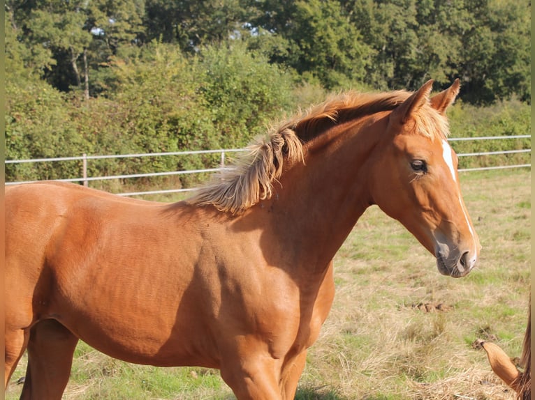 KWPN Mare  16,2 hh Brown in fraisse