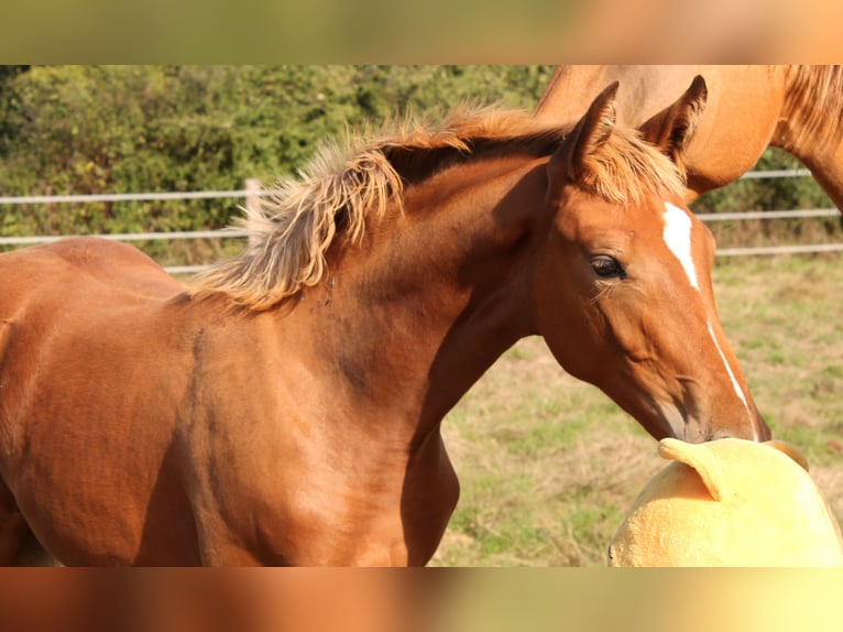 KWPN Mare  16,2 hh Brown in fraisse