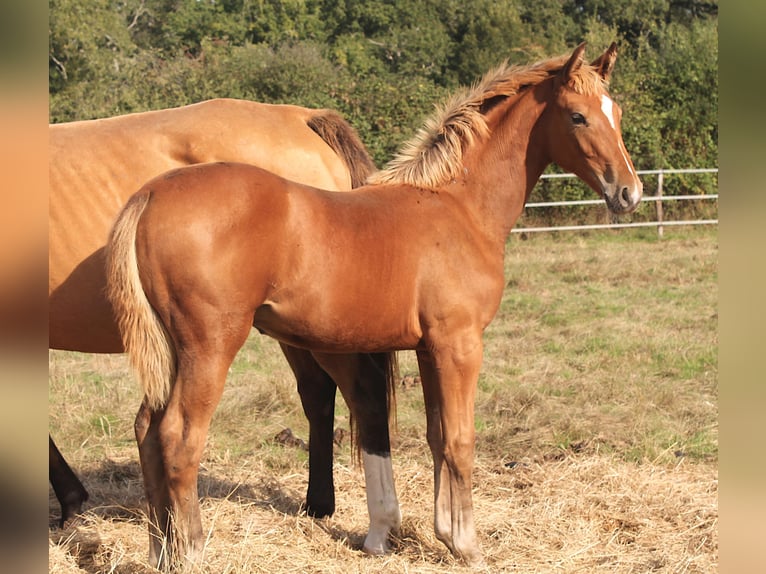 KWPN Mare  16,2 hh Brown in fraisse