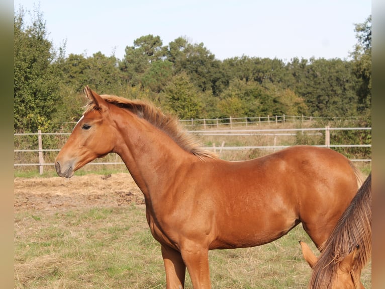 KWPN Mare  16,2 hh Brown in fraisse