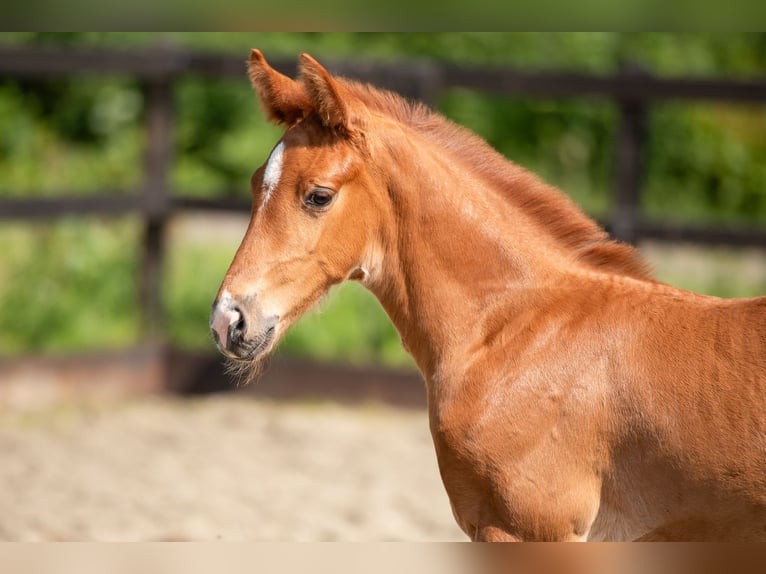 KWPN Mare Foal (04/2024) 16,2 hh Chestnut-Red in Wamel