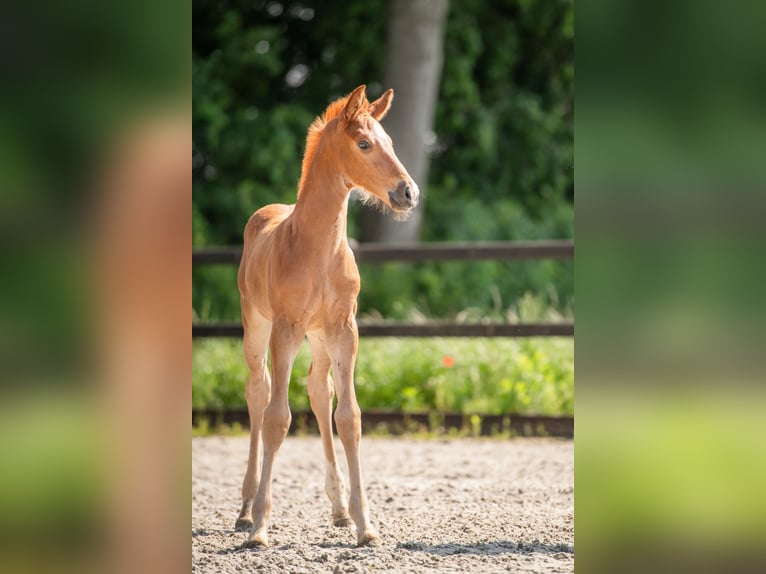 KWPN Mare Foal (04/2024) 16,2 hh Chestnut-Red in Wamel