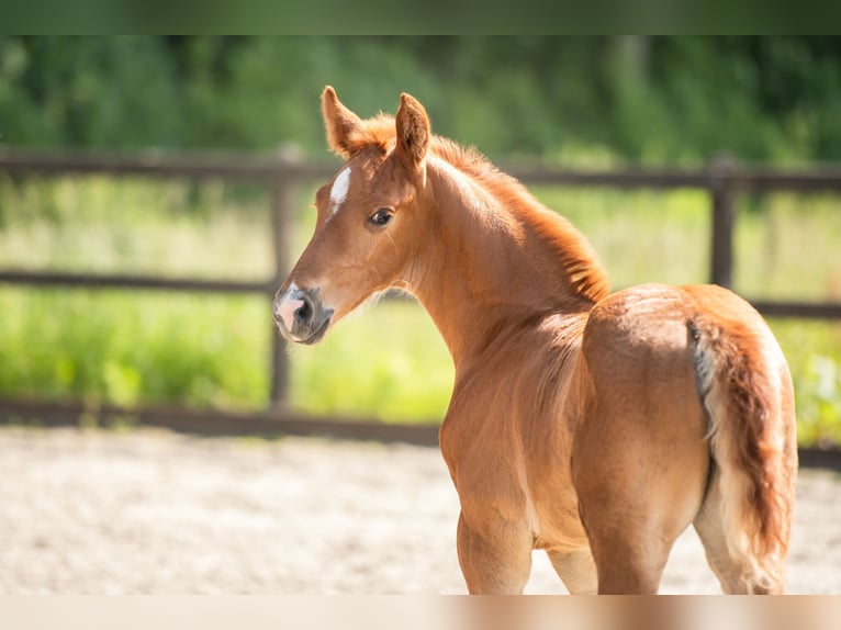 KWPN Mare Foal (04/2024) 16,2 hh Chestnut-Red in Wamel