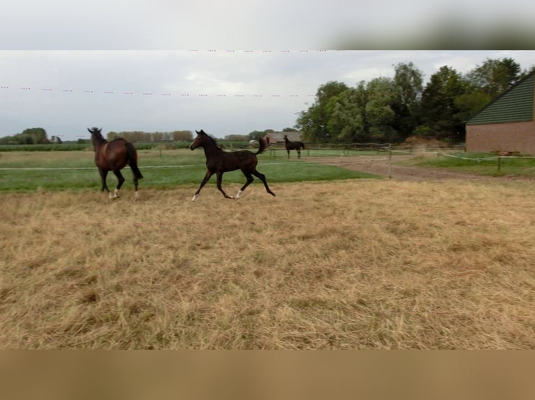 KWPN Mare Foal (04/2024) 16,2 hh Smoky-Black in Nederwetten