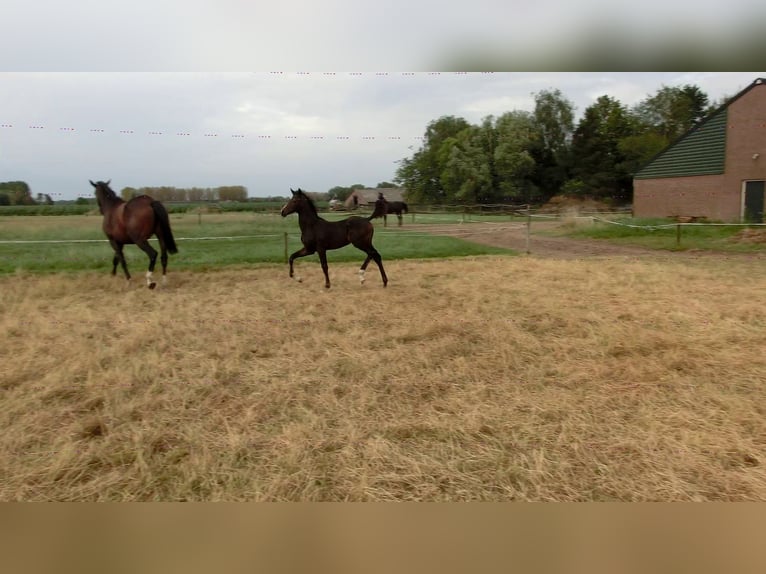 KWPN Mare Foal (04/2024) 16,2 hh Smoky-Black in Nederwetten