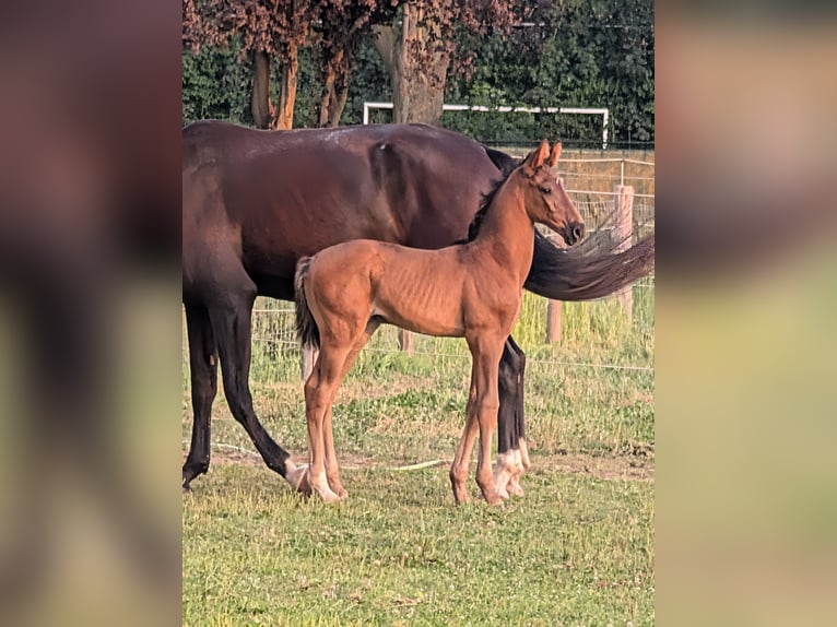 KWPN Mare Foal (06/2026) 16.3 hh Bay-Dark in Einighausen