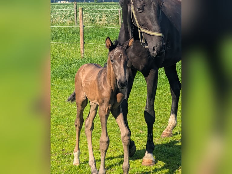KWPN Mare Foal (06/2026) 16.3 hh Bay-Dark in Einighausen