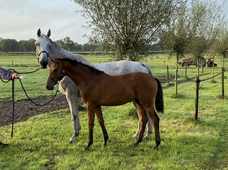 KWPN Mare Foal (03/2024) 16,3 hh Brown in HeetenHeeten