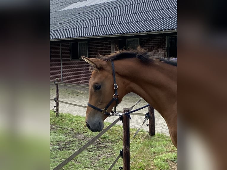 KWPN Mare Foal (03/2024) 16,3 hh Brown in HeetenHeeten