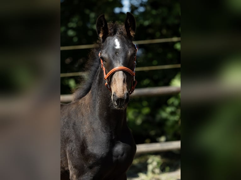 KWPN Mare Foal (03/2025) 16 hh Brown in Ulicoten