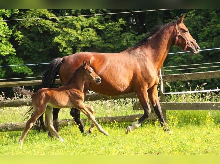 KWPN Mare Foal (04/2024) 16 hh Brown in Plaschischen