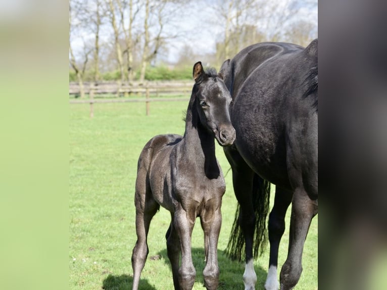 KWPN Mare Foal (03/2024) 16 hh Smoky-Black in Halle