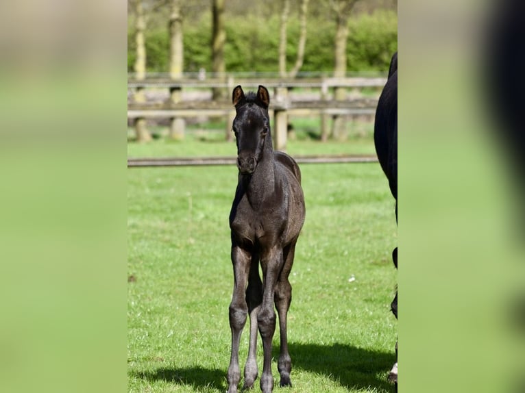 KWPN Mare Foal (03/2024) 16 hh Smoky-Black in Halle