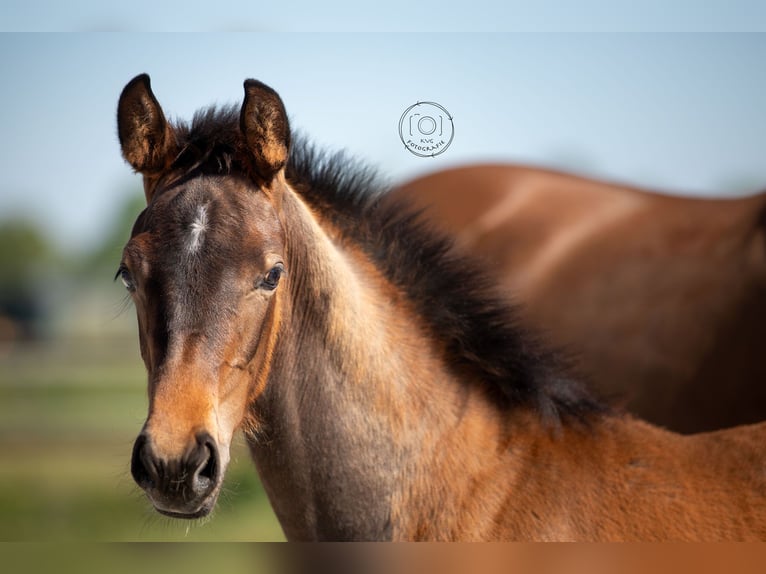 KWPN Mare  16,1 hh Brown in Nuland