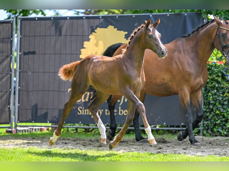 KWPN Mare Foal (04/2025) 16,1 hh Chestnut in Haaksbergen
