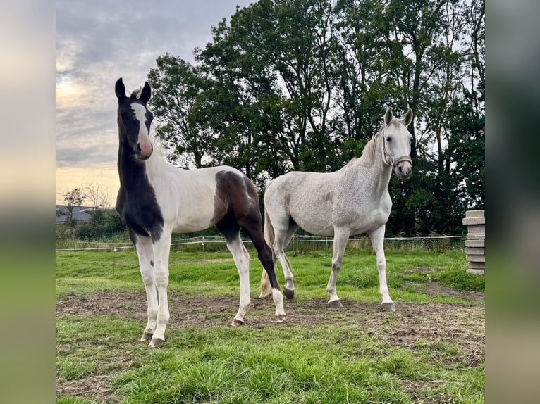 KWPN Mare Foal (04/2025) 16,1 hh Pinto in Rinsumageast