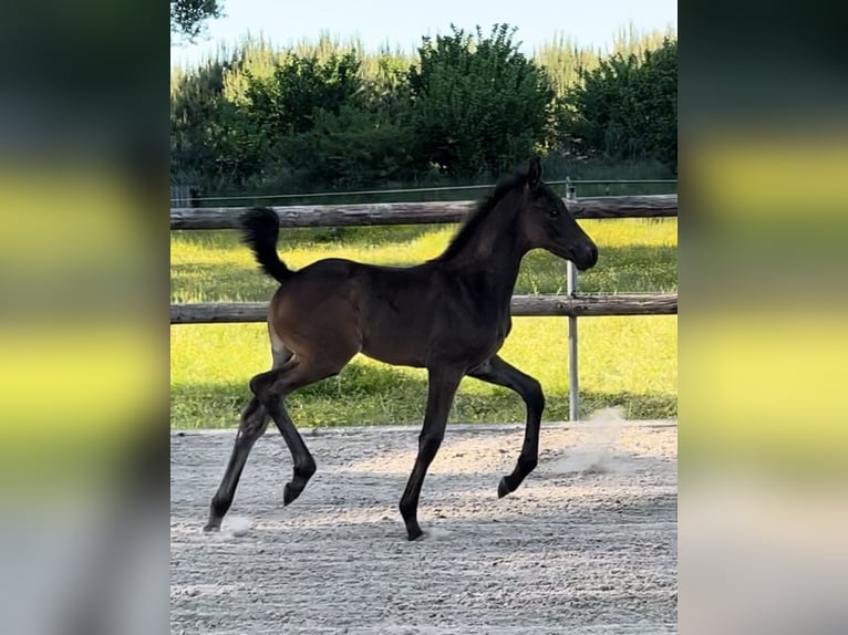 KWPN Mare  16,2 hh Bay-Dark in Hengelo