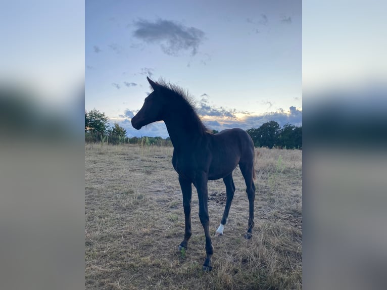 KWPN Mare Foal (05/2025) 16,2 hh Black in Overijse