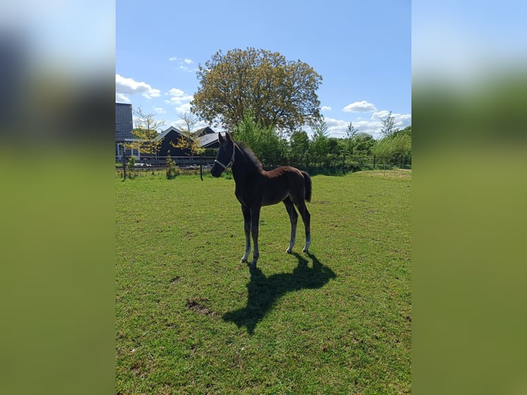 KWPN Mare  16,2 hh Black in Eemnes