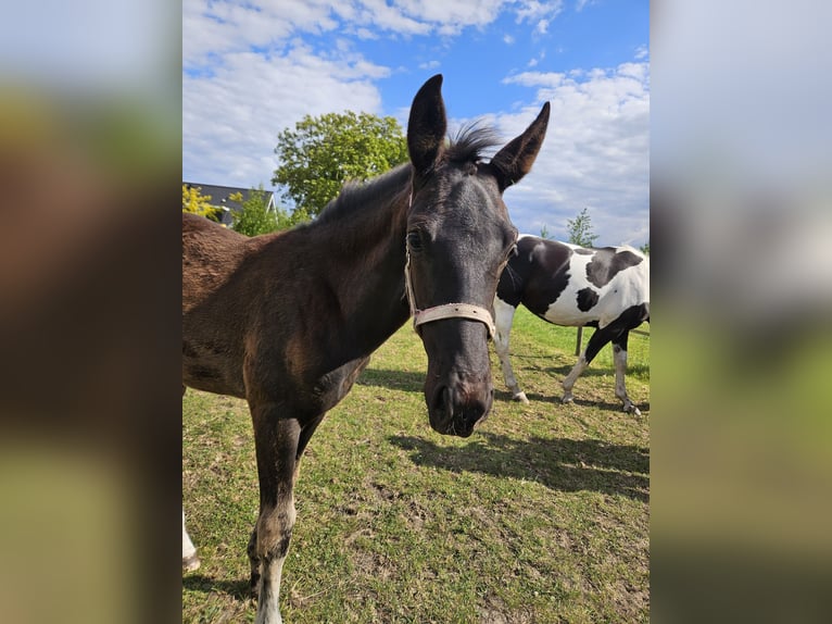 KWPN Mare  16,2 hh Black in Eemnes