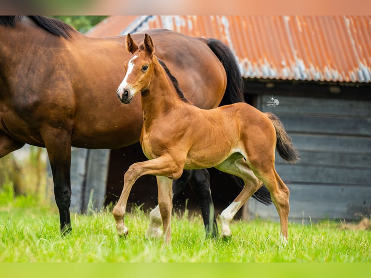 KWPN Mare Foal (06/2025) 16,2 hh Brown in Woerden