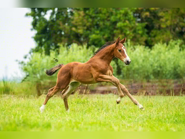 KWPN Mare Foal (06/2025) 16,2 hh Brown in Woerden