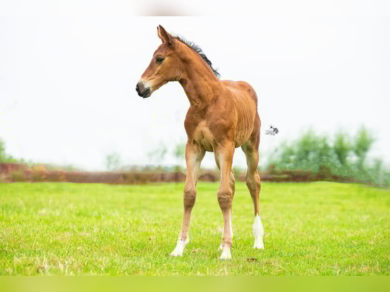 KWPN Mare Foal (06/2025) 16,2 hh Brown in Woerden