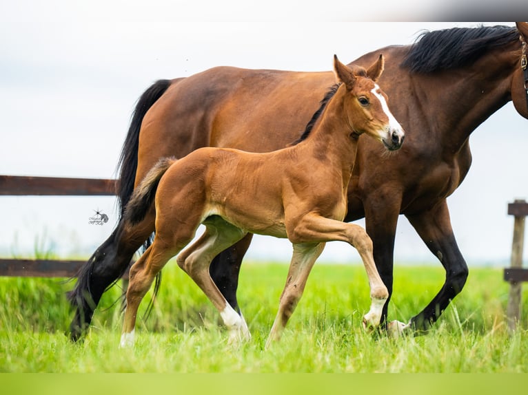 KWPN Mare Foal (06/2025) 16,2 hh Brown in Woerden