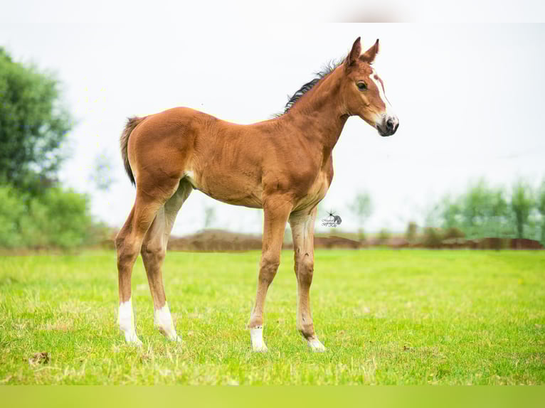 KWPN Mare Foal (06/2025) 16,2 hh Brown in Woerden