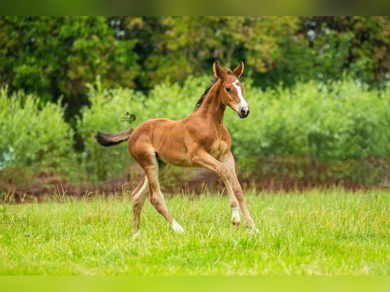 KWPN Mare Foal (06/2025) 16,2 hh Brown in Woerden