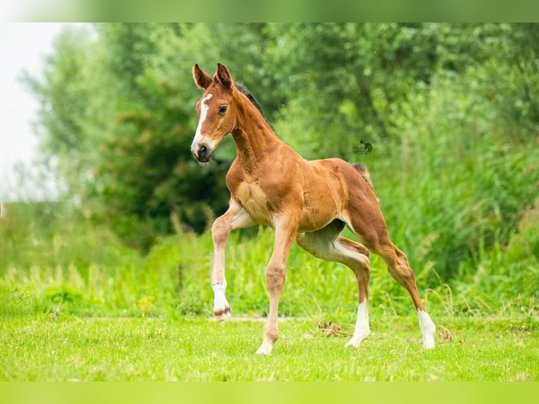 KWPN Mare Foal (06/2025) 16,2 hh Brown in Woerden