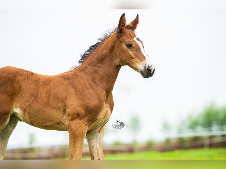KWPN Mare Foal (06/2025) 16,2 hh Brown in Woerden