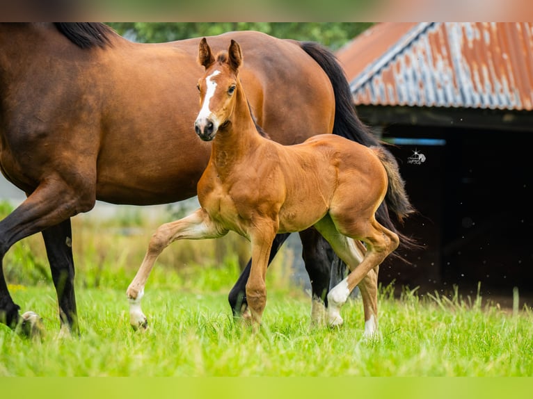 KWPN Mare Foal (06/2025) 16,2 hh Brown in Woerden
