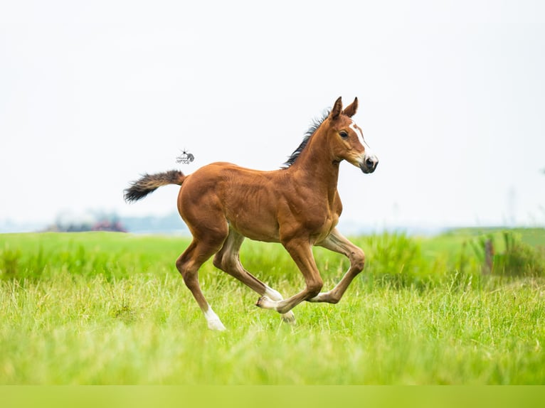 KWPN Mare Foal (06/2025) 16,2 hh Brown in Woerden