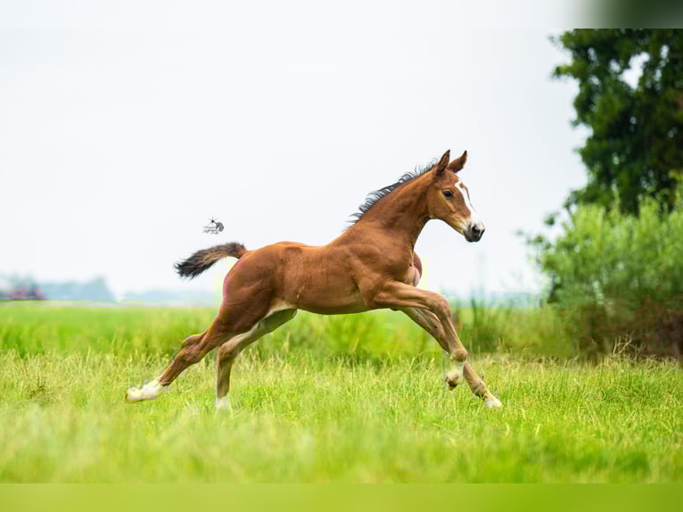 KWPN Mare Foal (06/2025) 16,2 hh Brown in Woerden