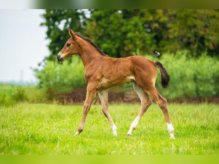 KWPN Mare Foal (06/2025) 16,2 hh Brown in Woerden