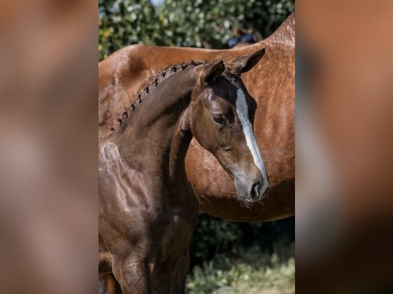 KWPN Mare Foal (03/2025) 16,2 hh Chestnut-Red in Herselt