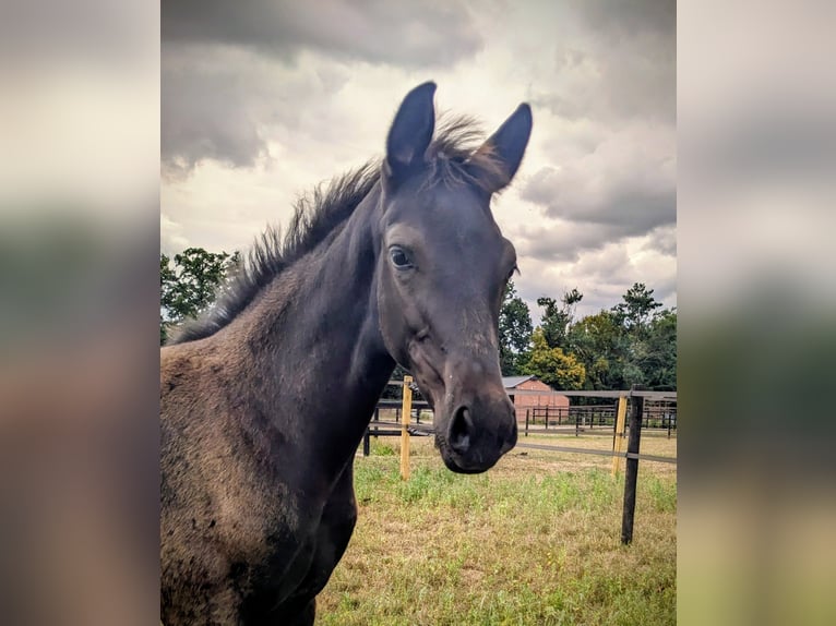 KWPN Mare Foal (05/2025) 16,2 hh Smoky-Black in Wellerlooi