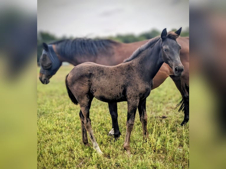 KWPN Mare Foal (05/2025) 16,2 hh Smoky-Black in Wellerlooi