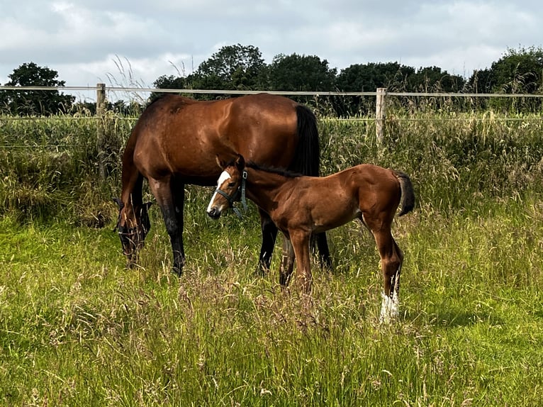 KWPN Mare  16,3 hh Brown in Ottersum