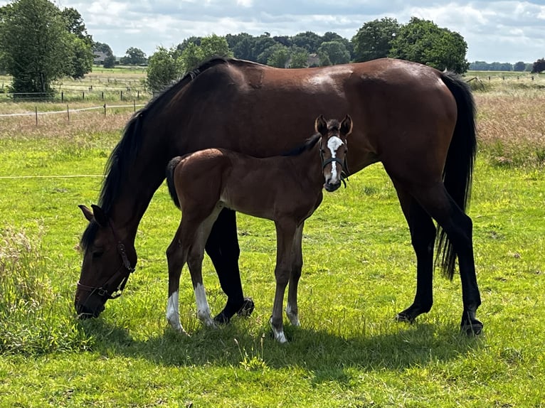 KWPN Mare  16,3 hh Brown in Ottersum