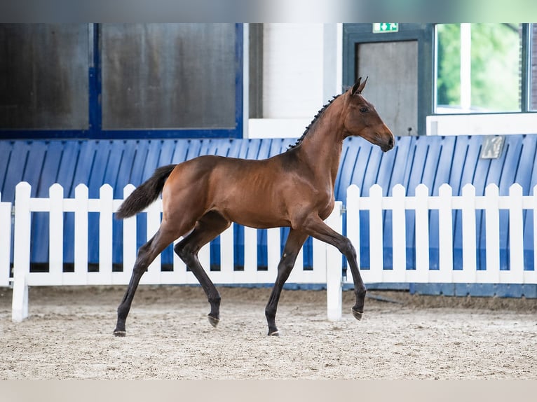 KWPN Mare Foal (02/2026) 17 hh Bay-Dark in Tilburg
